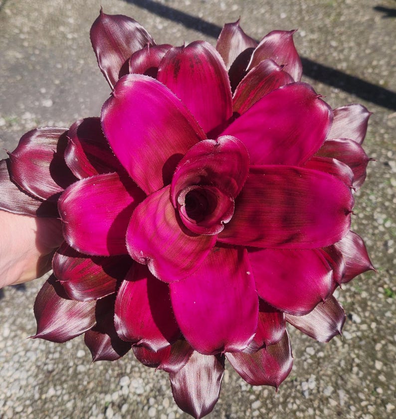 Bromeliad Live Plant - Neoregelia Tatiana - Outdoor Grown - Pest Inspected - Tropical Indoor Plant