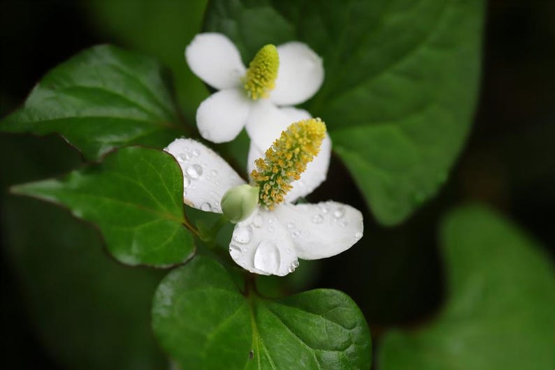 Chameleon Plant 6 Pack, Houttuynia Cordata, Winter Hardy Fish Mint, Rainbow Plant, Aquatic Bog Plant, Free Shipping over $35