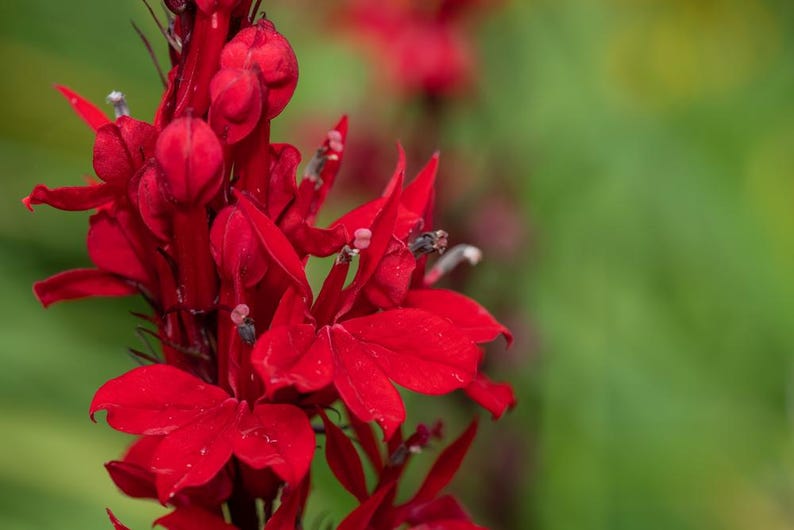 Cardinal Flower 6 Pack - Lobelia cardinalis - Vibrant Red Bog Plants for Water Gardens and Ponds
