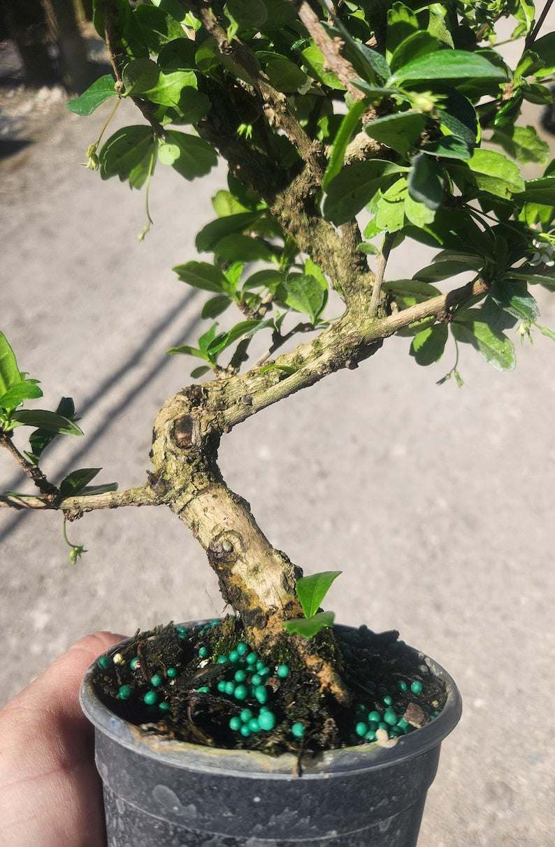 carmona bonsai tree fukien tea Fukien Tea Bonsai - Pre Bonsai Plant - Carmona buxifolia