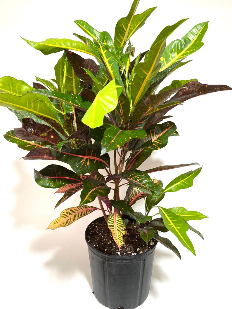 Live Croton Plant Magnificent | Tropical Indoor/Outdoor Foliage | Croton variegatum | Vibrant Red, Yellow, Green Leaves