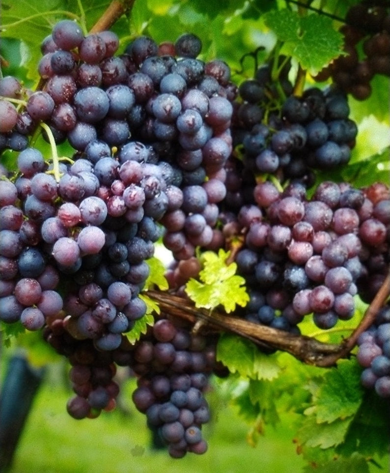 Midgelyee Seedless Grape Plant - 4” Pot - Purple Grapes - Vitis vinifera - Sweet, Juicy Berries for Home Garden