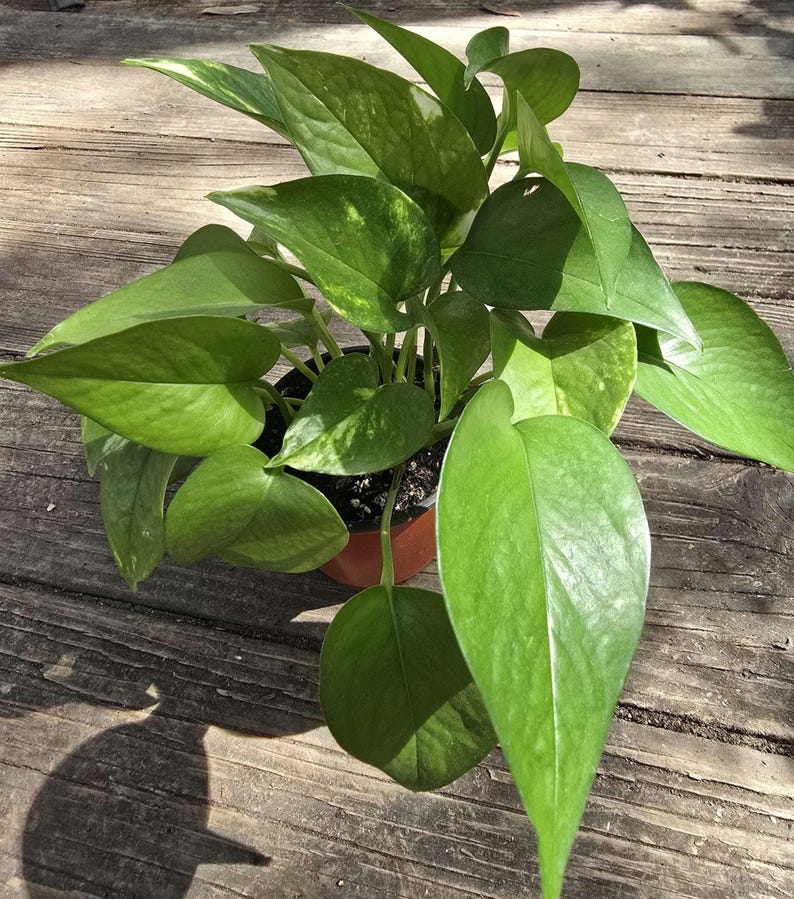Golden Pothos Live Plant - Devil's Ivy - Easy Care Indoor Foliage - Epipremnum aureum