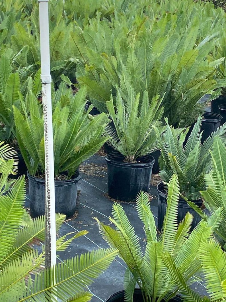 Dioon Edule Plant - Mexican Fern Palm Cycad - Indoor/Outdoor Accent Plant - Thrives in Partial Shade - Exotic Green Fronds
