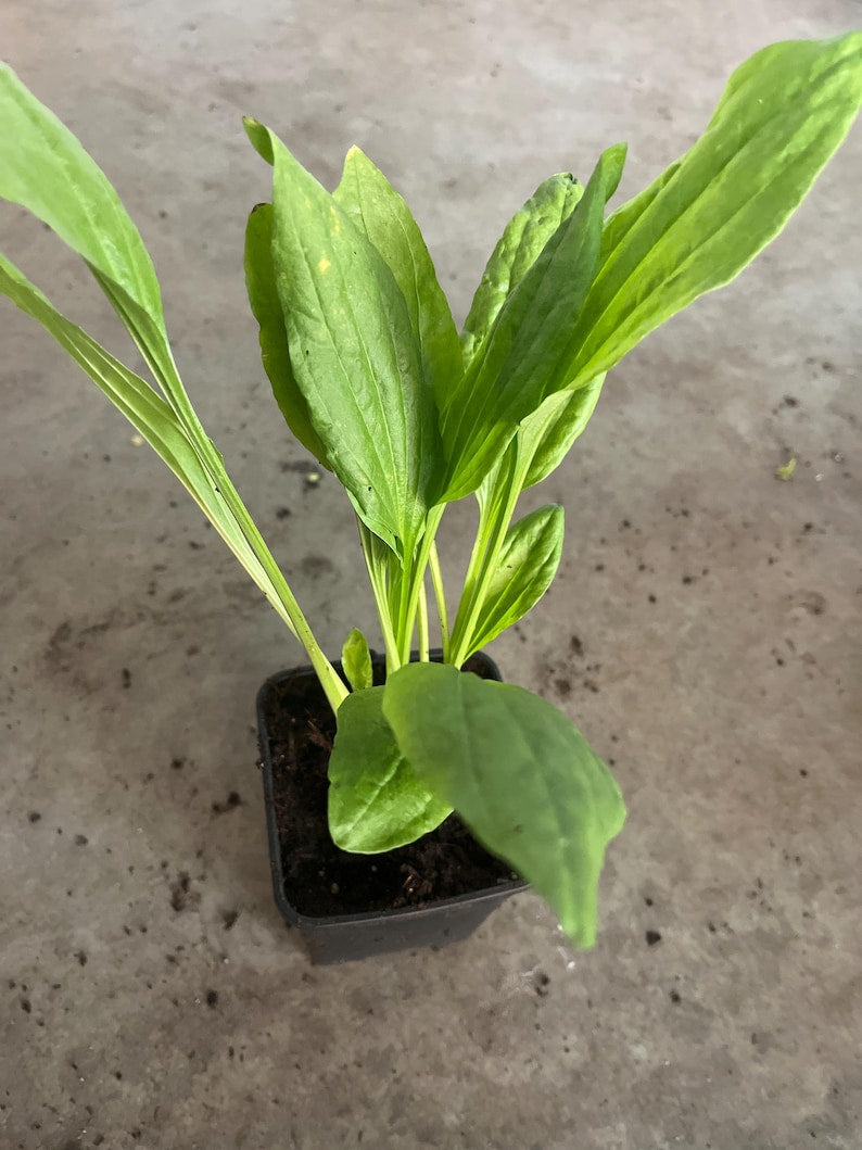 Wild Edible Plantain Plants - 3 Live Perennial Plants in 4" Pot - Organic Plantago, Native Medicinal Herb, No Pesticides