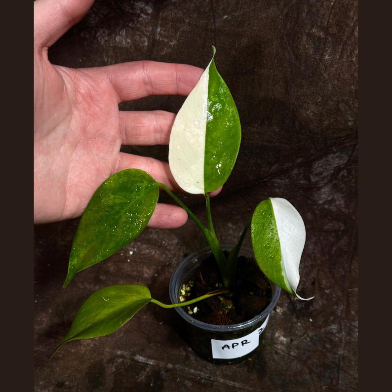 Variegated Monstera Albo Plant - Rare White Borsigiana - Unique Half-Moon Leaves - Exact Plant - Indoor Houseplant