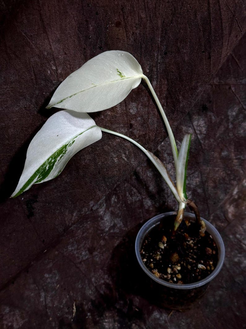 Variegated Monstera Albo Plant