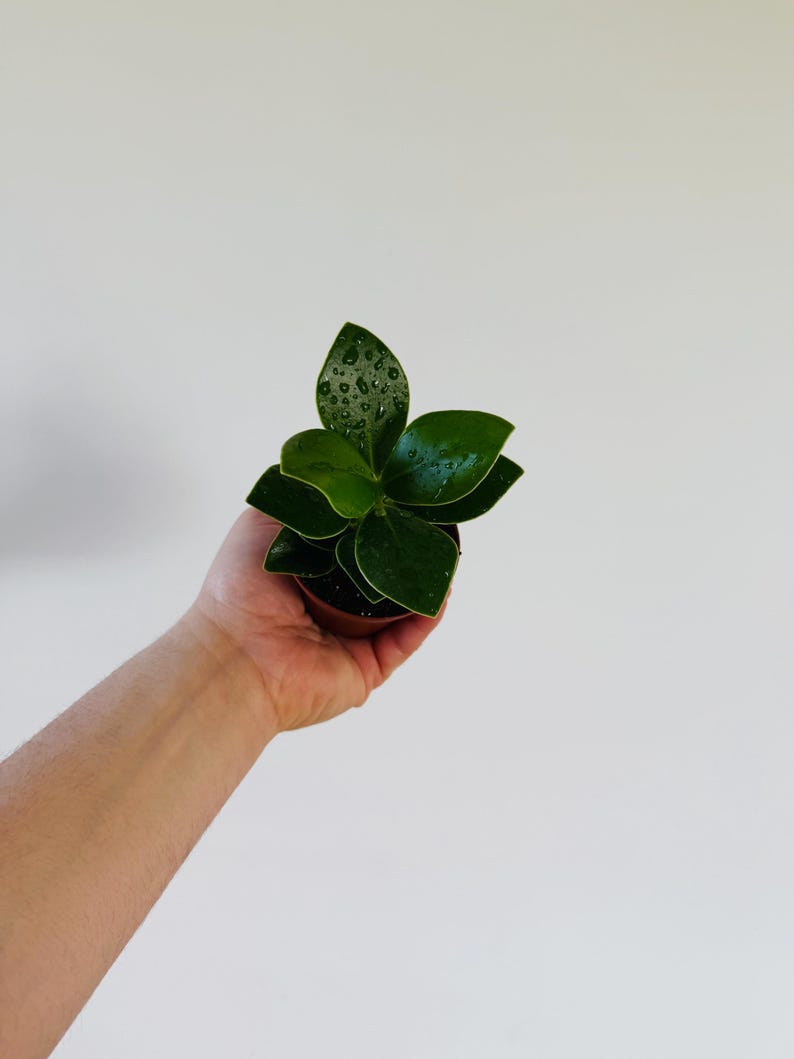 Princess Tree Live Houseplant in 3" Pot - Clusia Rosea - Air Purifier with Thick Green Leaves for Easy Care