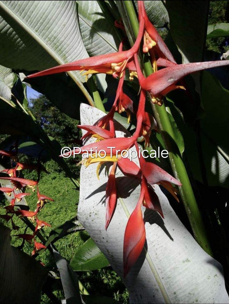 Heliconia Rhizome - Healthy Live Plant, Red Pendent Flowering, Heliconia collinsiana - Fast Growing, Easy to Grow, Hard to Find