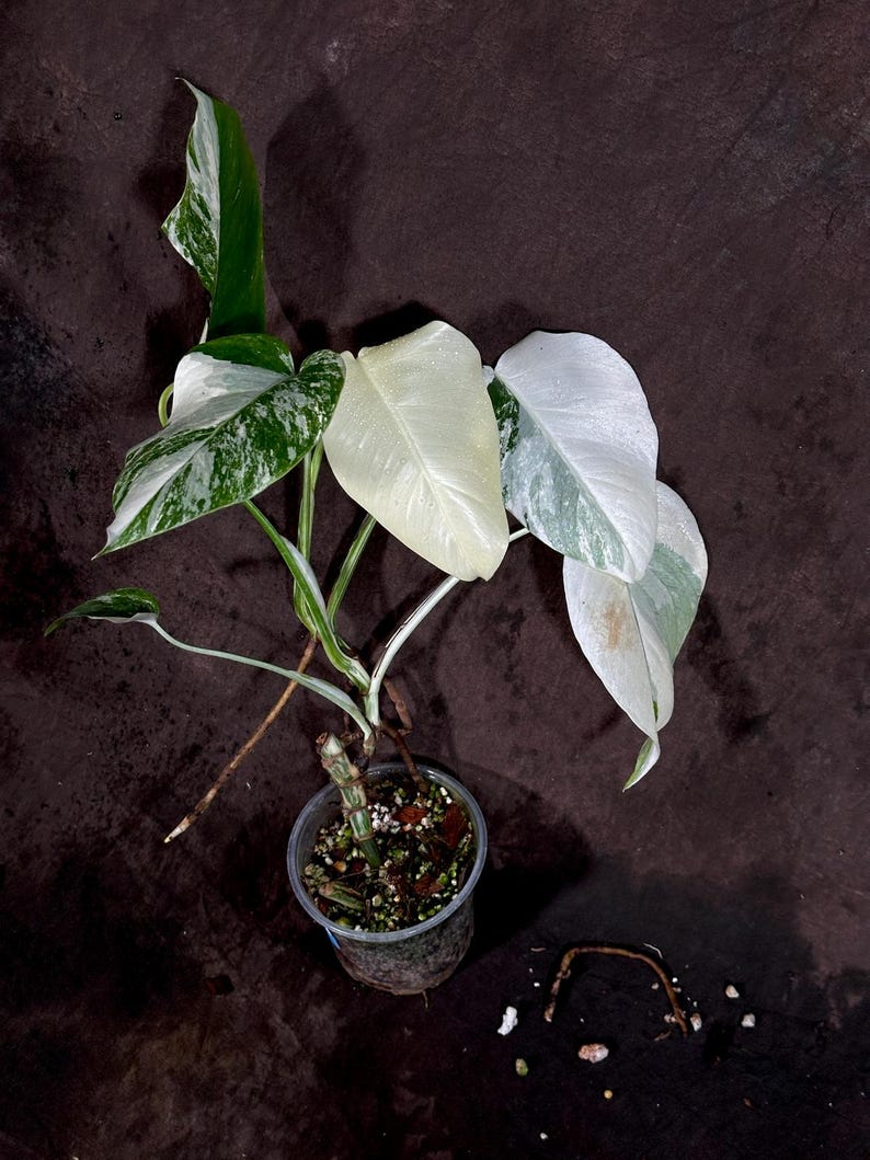monstera deliciosa albo seeds Monstera Borsigiana Albo Variegated A