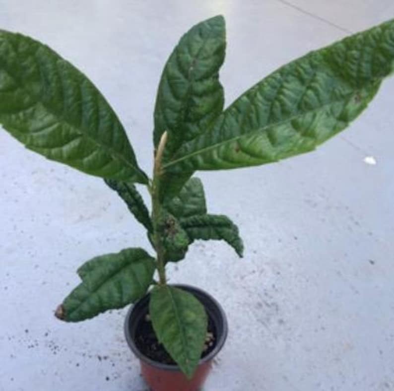 Loquat Tree in 4" Pot - Bay Leaf Tree *Laurus nobilis* - Aromatic Culinary Herb - Evergreen Shrub for Landscaping