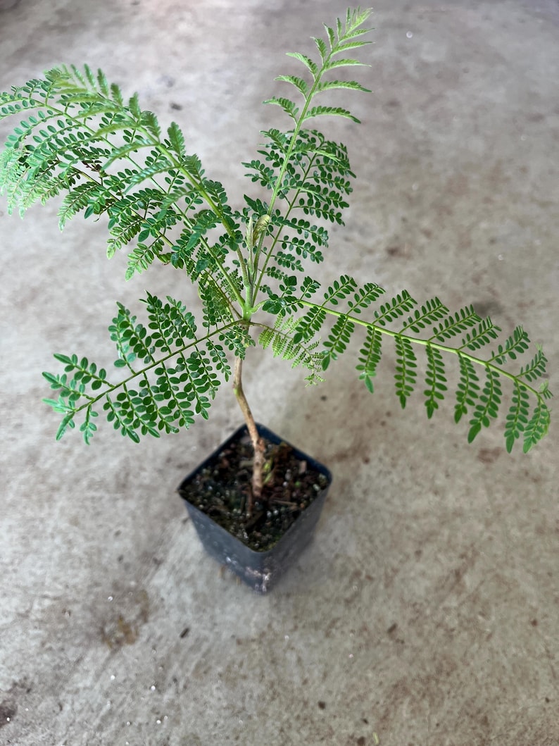 Blue Jacaranda Tree in 3” Pot - Vibrant Blue Flowers - Jacaranda mimosifolia - Ornamental Drought-Tolerant Plant