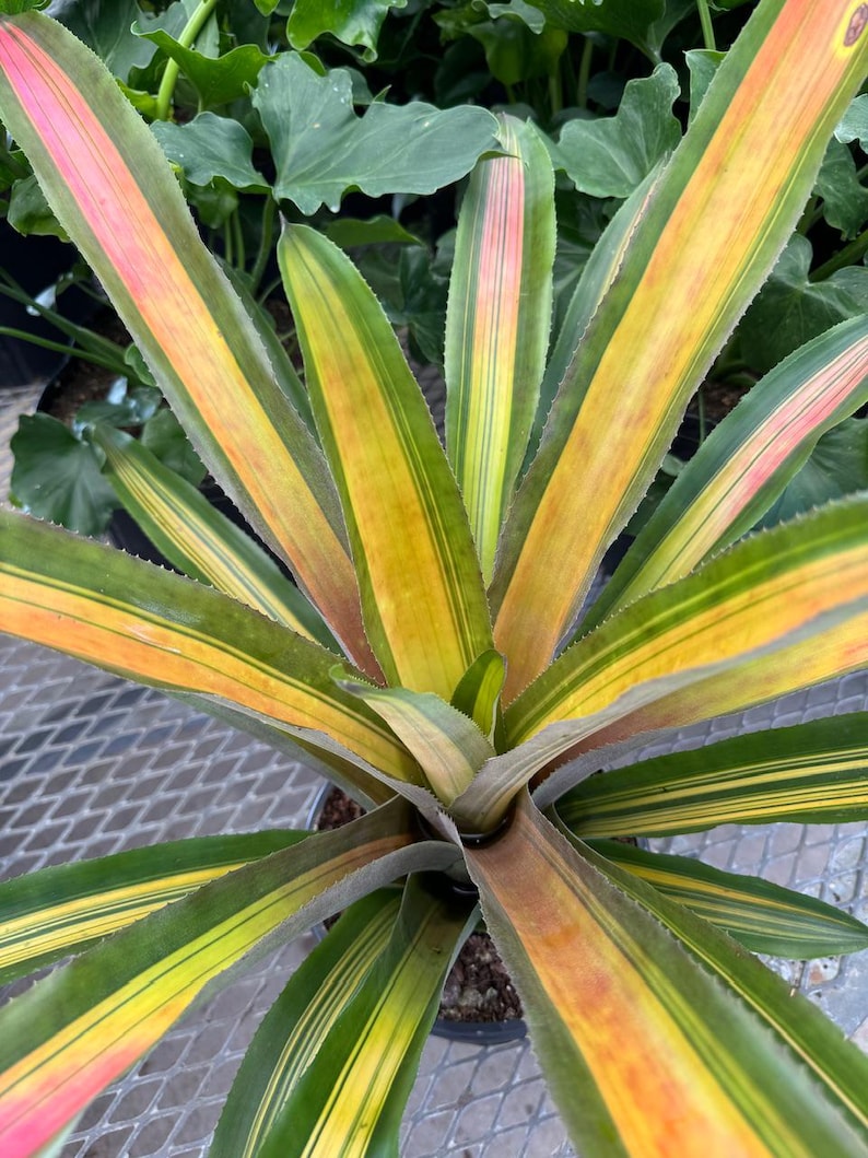 Bromeliad Plant Aechmea Alvarez Variegated - Colorful Tropical Foliage, Easy Care, Exotic Houseplant