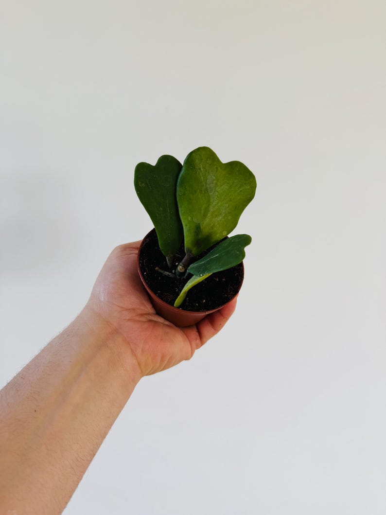 Hoya Kerrii Vine - 3” Pot - Heart-Shaped Live Plant - Hoya Heart Plant - Low Maintenance Houseplant