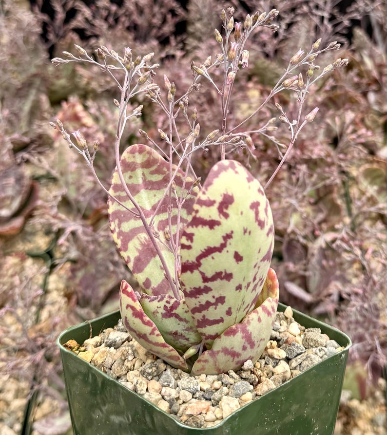 Kalanchoe Humilis Succulent Plant in 4" Pot | Mother of Thousands | Rare Green and Purple Variegated Leaves | Kalanchoe humilis