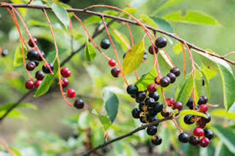 Hackberry Tree Plant, 12-24in Tall, Sugarberry, Celtis occidentalis, Bare Root - Hardy Tree for Zones 3-9, Adaptable to Urban Soils