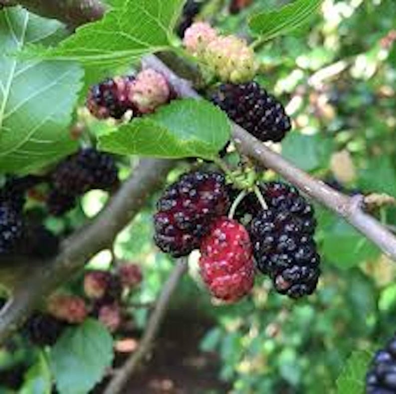 Red Mulberry Tree 12-24in Bare Root Morus rubra - 5 Pack, Fruit Tree for Zones 4-8, Easy to Grow Edible Trees