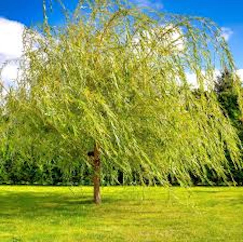 Weeping Willow Tree 12-24in Green Salix babylonica Bare Root Screening Plant - 5 Pack for Landscaping and Privacy