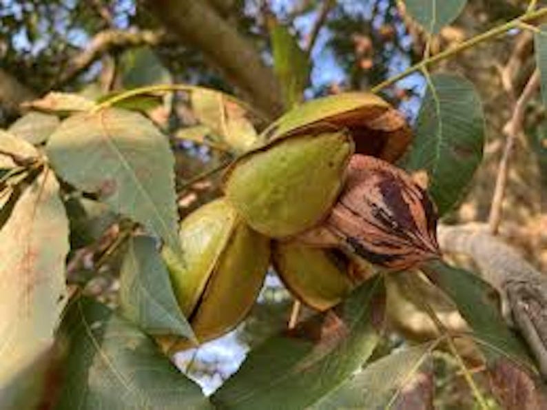 Pecan Tree Bare Root 12-24in Tall Carya illinoinensis Hardy Nut Tree for Gardens and Orchards