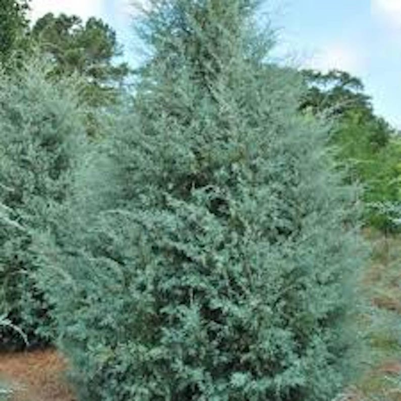 Carolina Sapphire Cypress Starter Plant - 12-24in Tall Evergreen - Cupressus arizonica var. glabra - Blue Foliage, Low Maintenance
