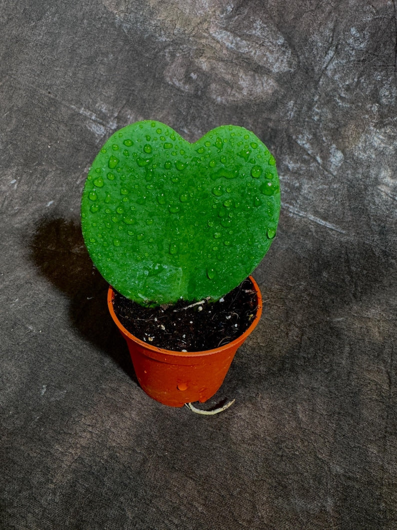 Hoya Kerrii Heart Succulent Live Plant in 2” Pot - Sweetheart Hoya for Indoor Use - Low Maintenance Houseplant