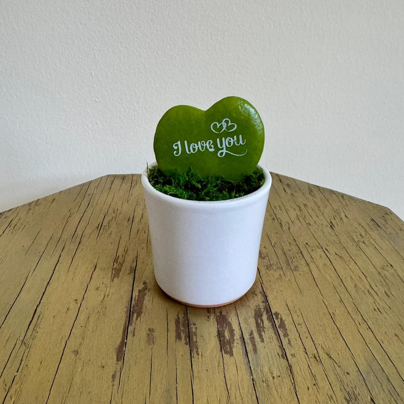 Heart-Shaped Hoya Plant in Ceramic Pot, Sweetheart Hoya (Hoya Kerrii), Cute Indoor Gift for Mom, Mother's Day, Best-Selling Plant