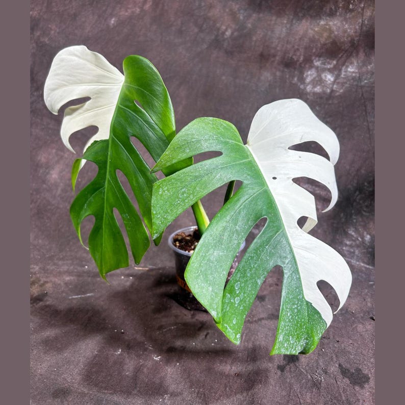 Variegated Monstera Albo Plant - Rare White Monstera Borsigiana - Indoor  Houseplant
