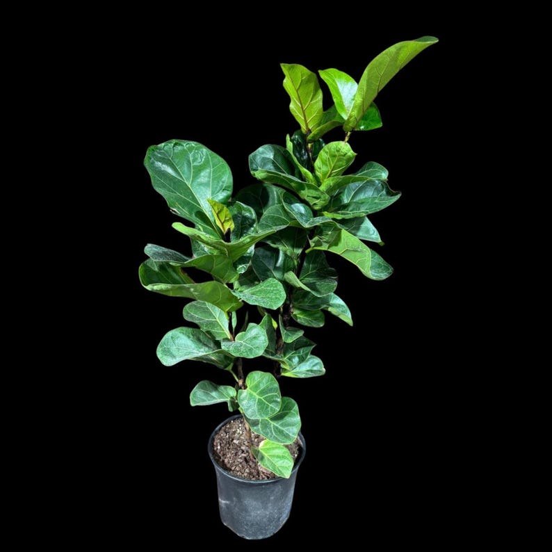 fiddle leaf fig air purifier Fiddle Leaf Fig Plant in 8" Pot - Ficus Lyrata - Large Air Purifier Houseplant