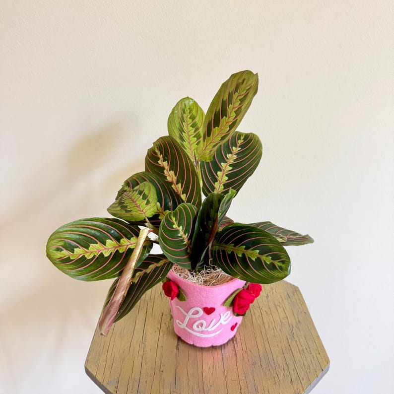 LIVE 4 Inch Red Maranta Herringbone Prayer Plant, Indoor Potted Plant, Low Light Houseplant, Unique Gift for Plant Lovers