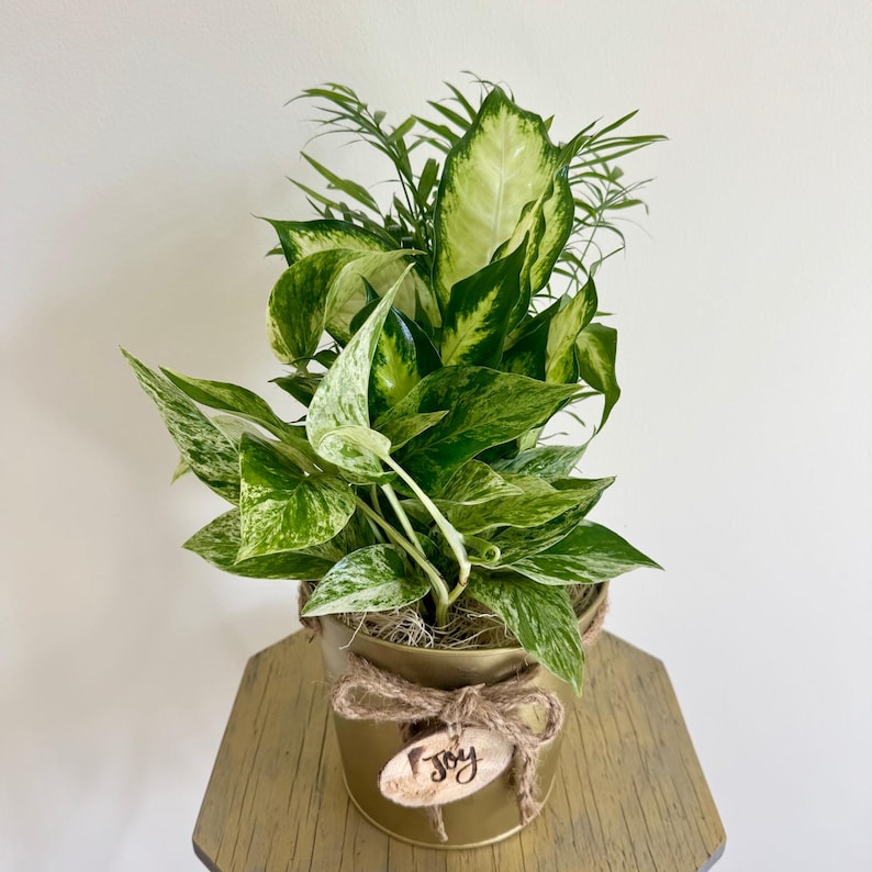 LIVE Dish Garden 6 Inch - Marble Queen Pothos, Parlor Palm & Dieffenbachia - Unique Houseplants for Natural Decor