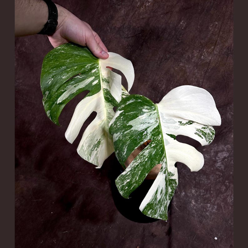 Variegated Monstera Albo Plant - Rare White Monstera Borsigiana - Exact Plant by US Seller - Indoor Houseplant