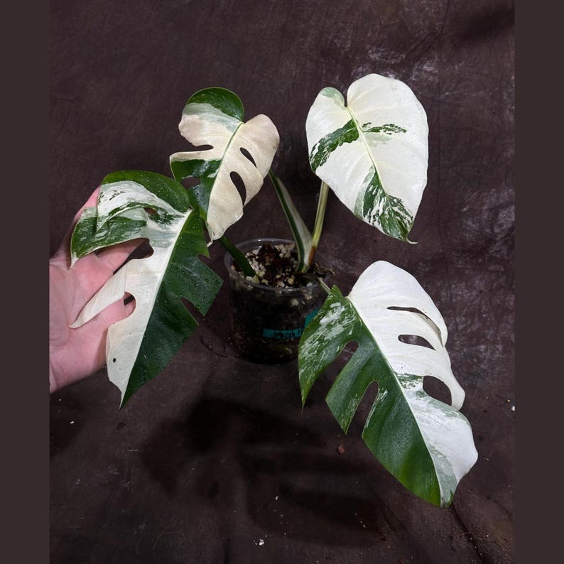 Variegated Monstera Albo Plant - Rare White Borsigiana Houseplant