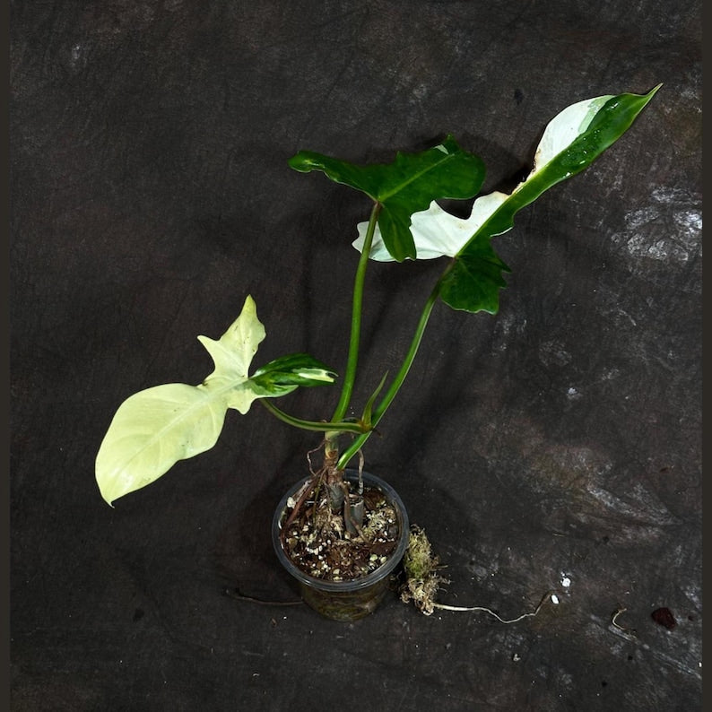 Philodendron Golden Dragon Variegated Live Plant in Nursery Pot - Rare Indoor Plant - Philodendron Golden Dragon
