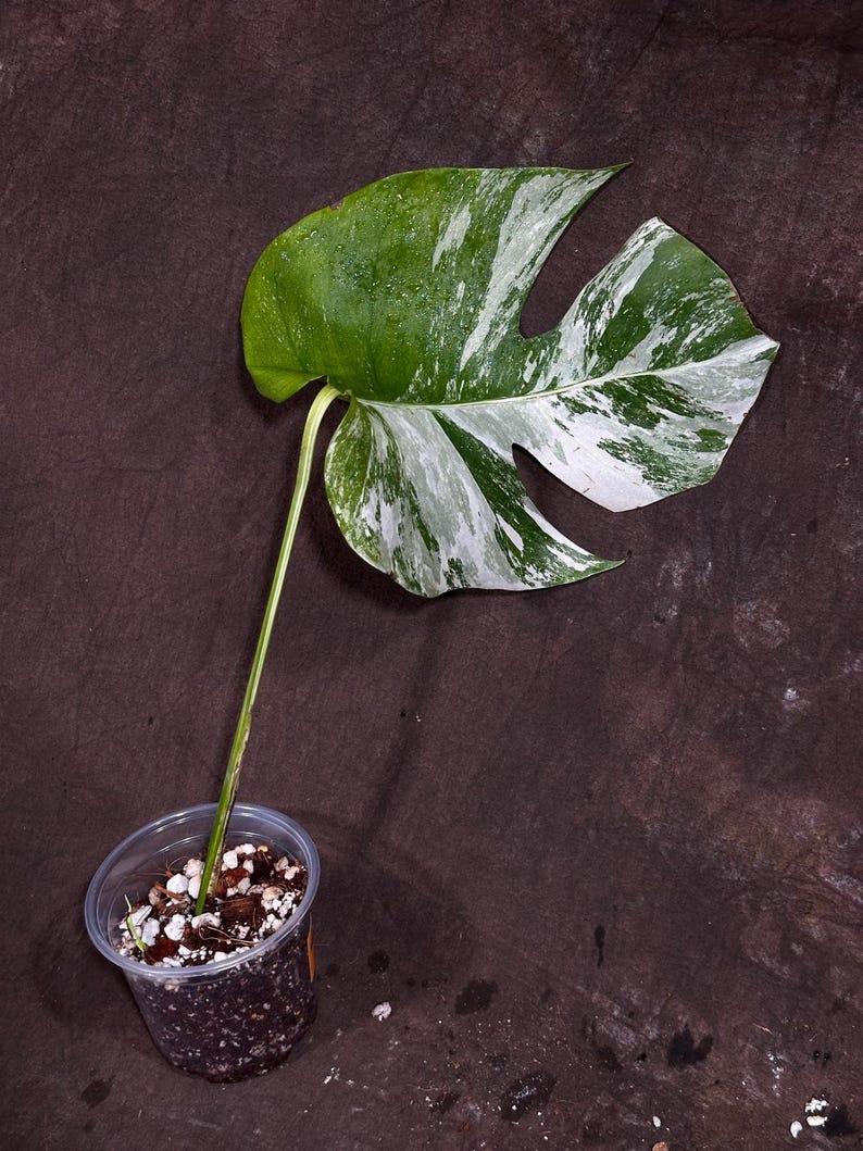 variegated monstera deliciosa seeds Variegated Monstera Albo Plant - Rare White Borsigiana - Single Leaf - Unique Indoor Houseplant