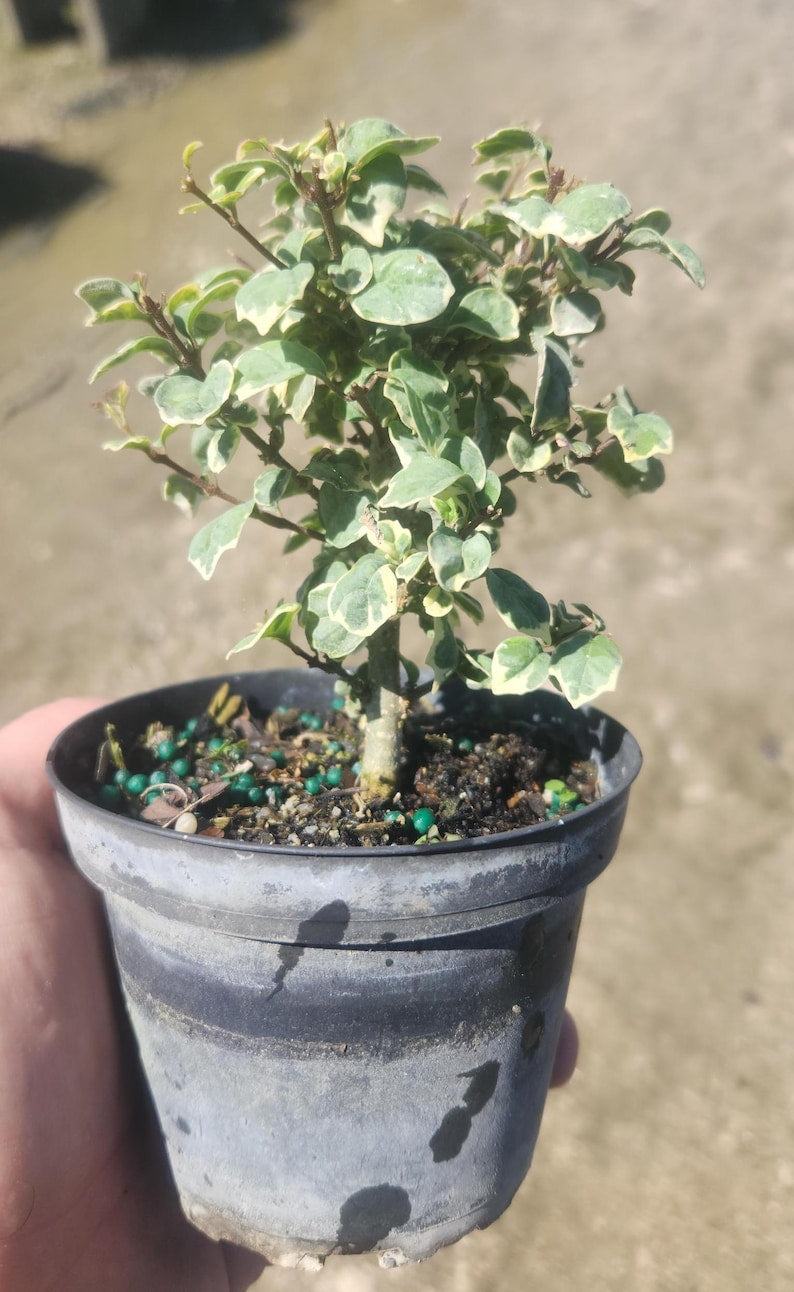 Variegated Gmelina philippensis Bonsai Start - Parrots Beak Live Plant - Pre Bonsai - Outdoor Grown, Minor Blemishes