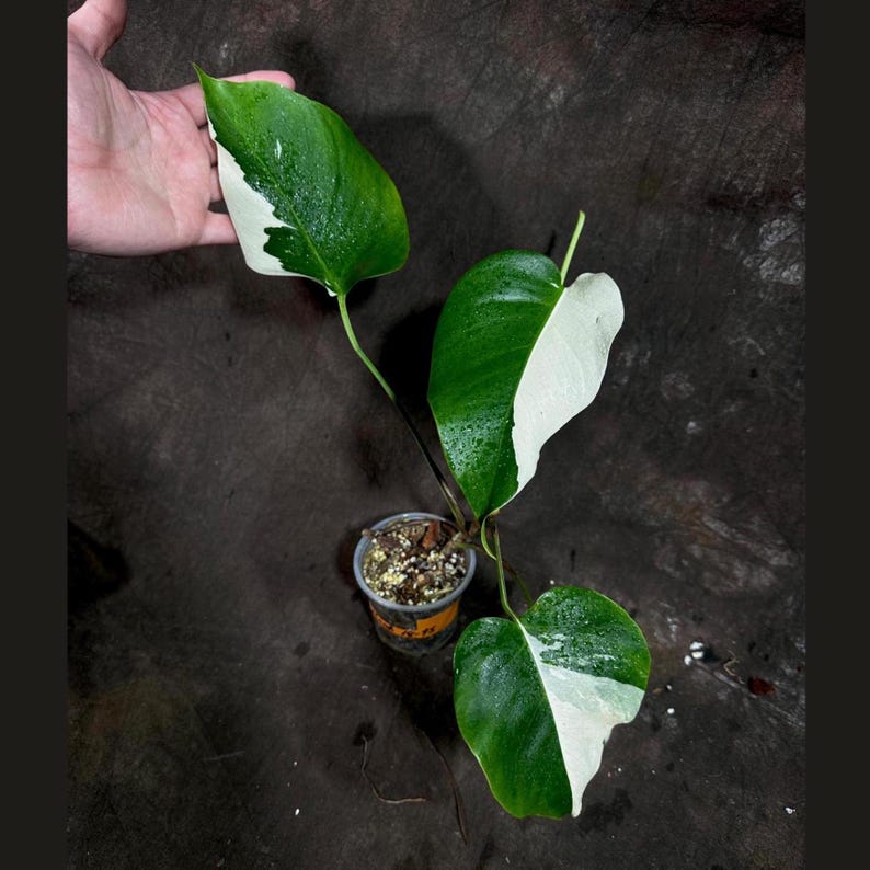 can you grow monstera albo from seeds Variegated Monstera Albo Plant - Baby Size White Monstera Borsigiana