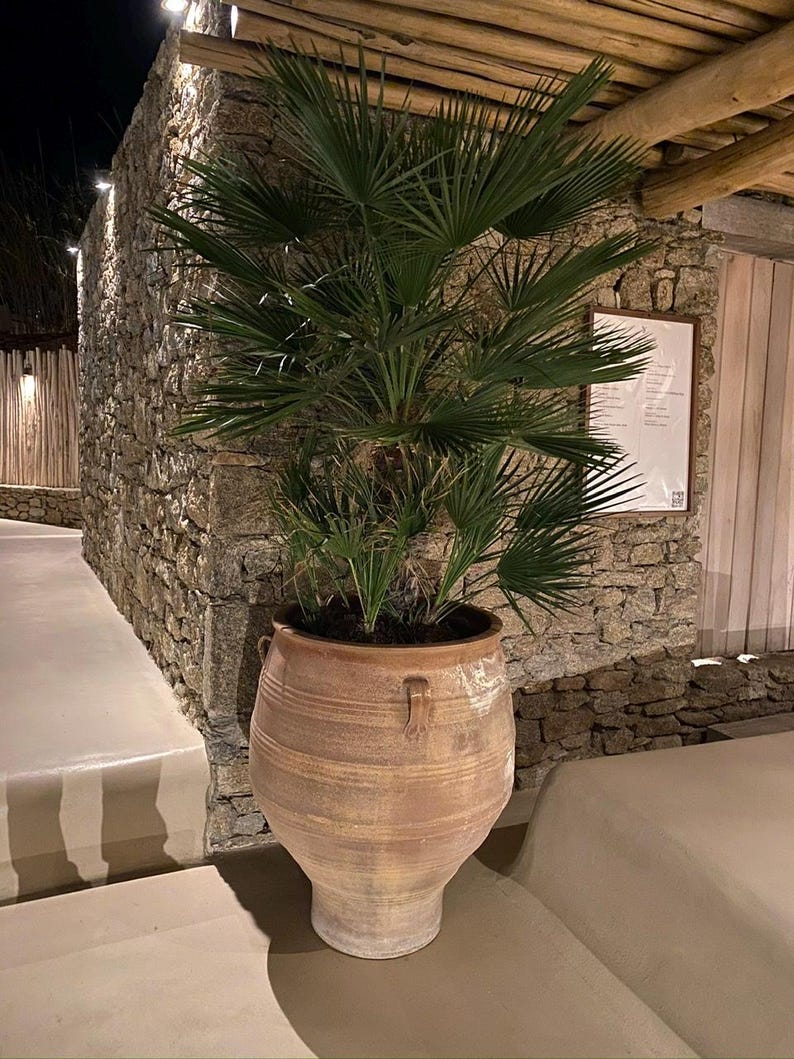 European Fan Palm Plant - Mediterranean Fan Palm, Chamaerops humilis cerifera 'Silver', Cold Hardy, Drought Tolerant, Green Fronds