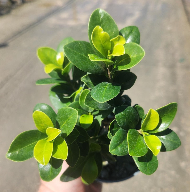 Carissa Macrocarpa Bonsai Start - Natal Plum Live Plant - Pre Bonsai - Outdoor Grown - Minor Blemishes Possible