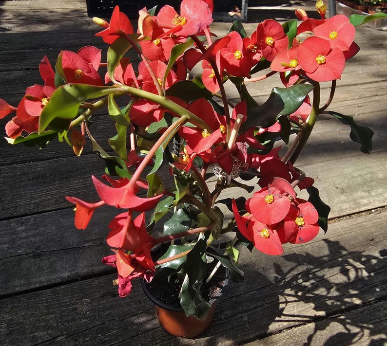 Euphorbia Geroldii Plant - Thornless Crown of Thorns - Euphorbia milii - Native to Madagascar - 12-14 Inch Approximate Size
