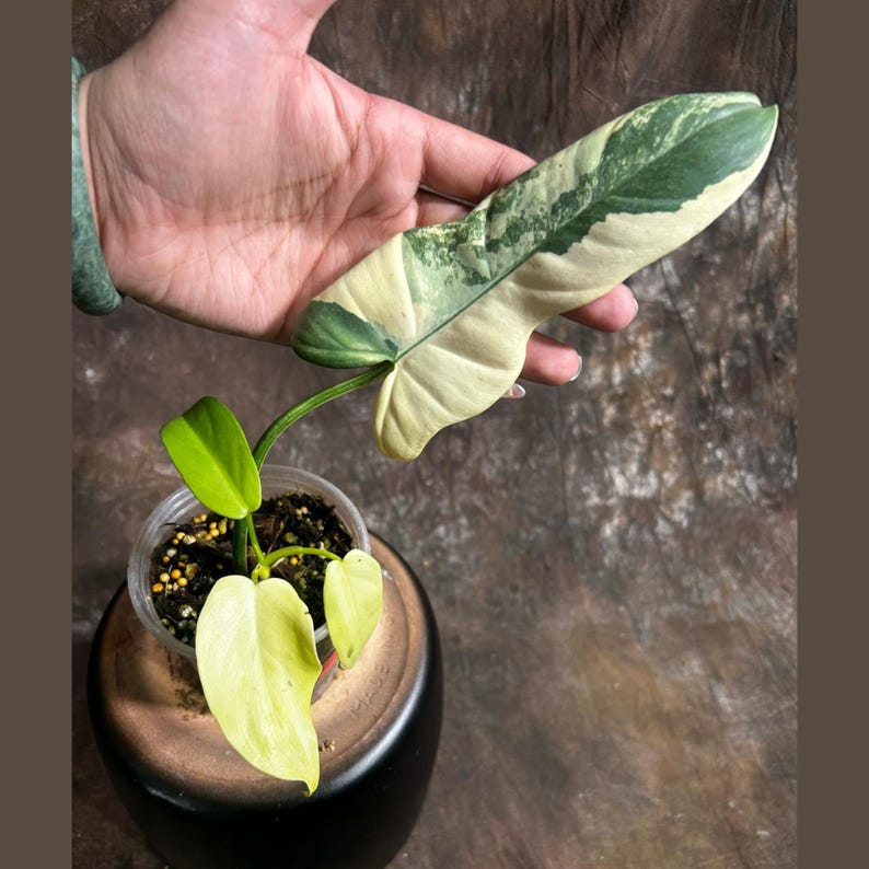 philodendron variegated bipennifolium Variegated Philodendron Bipennifolium in Nursery Pot