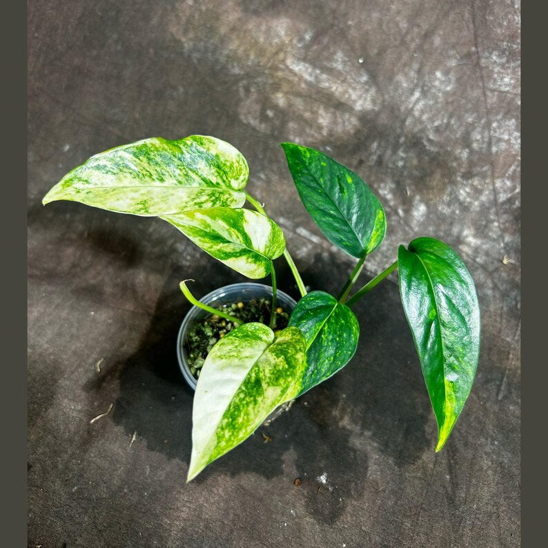 Variegated Golden Flame Epipremnum Pinnatum - RARE Indoor Plant in Nursery Pot - High Variegation - US Seller