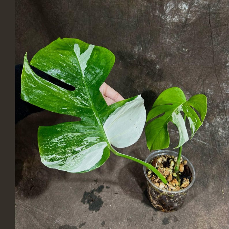 albo borsigiana monstera Variegated Monstera Albo Plant - Rare Indoor White Borsigiana - Monstera  Albo - Exact Plant by US Seller
