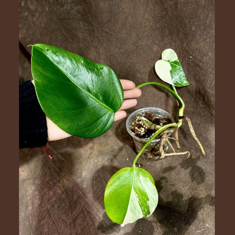 borsigiana vs monstera deliciosa Variegated Monstera Albo Plant - Baby Leaf - Rare White Borsigiana
