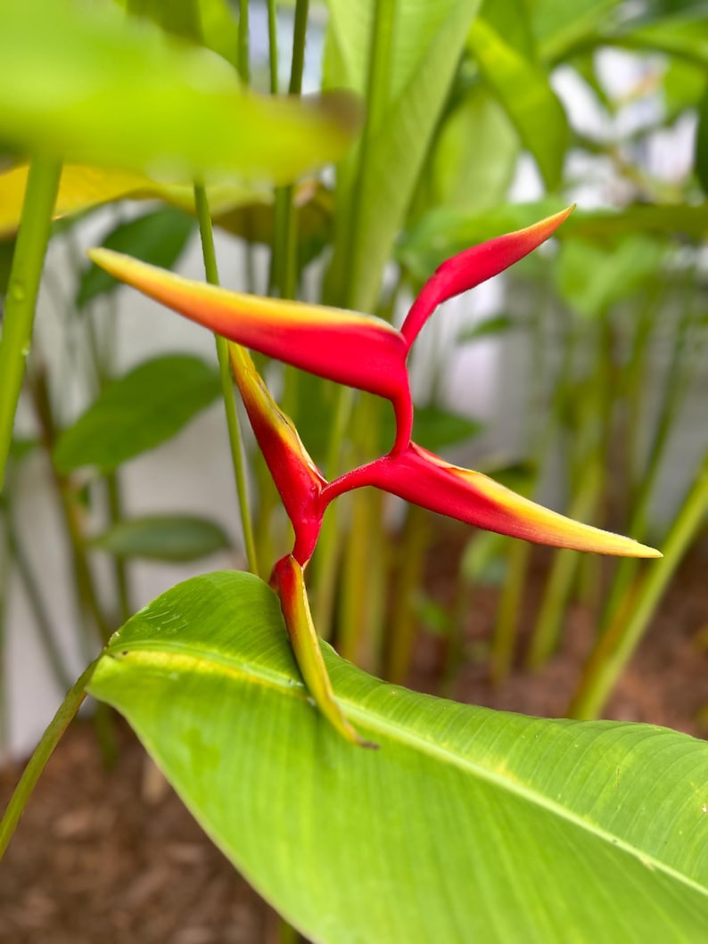 Heliconia Marginata Red Rhizome - Tropical Plant Bare Root - Ideal for Zones 9-11 - Vibrant Red Foliage