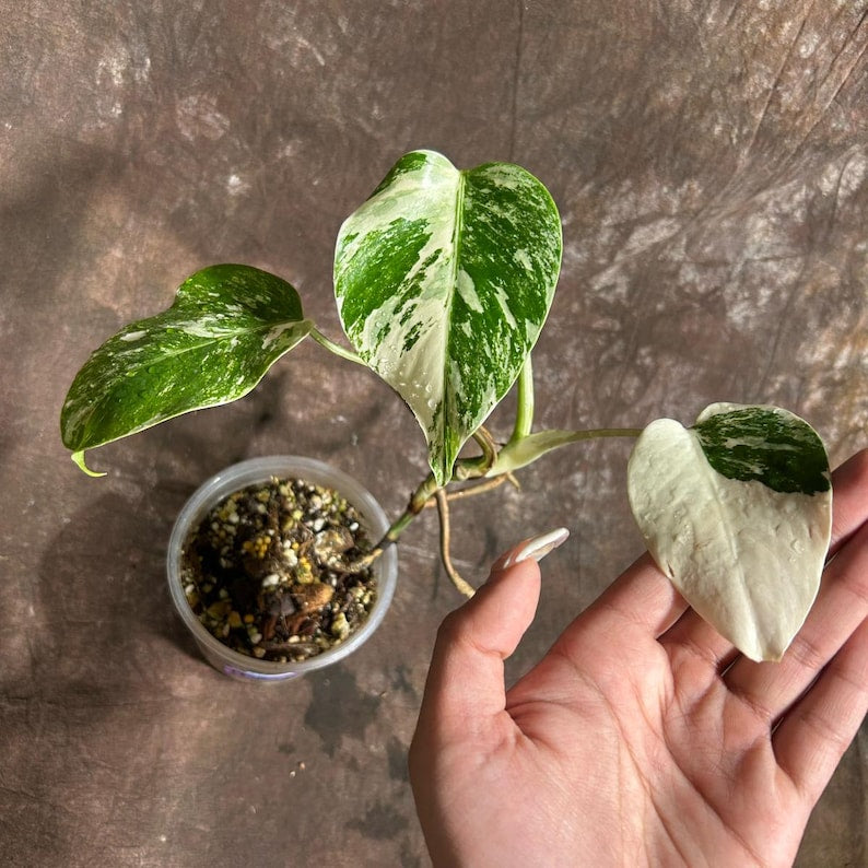 Monstera Borsigiana Albo Variegated B