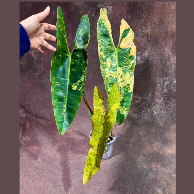 Philodendron Billietiae Variegated - Rare Tropical Plant - Large Glossy Leaves - US Seller - Collector's Choice