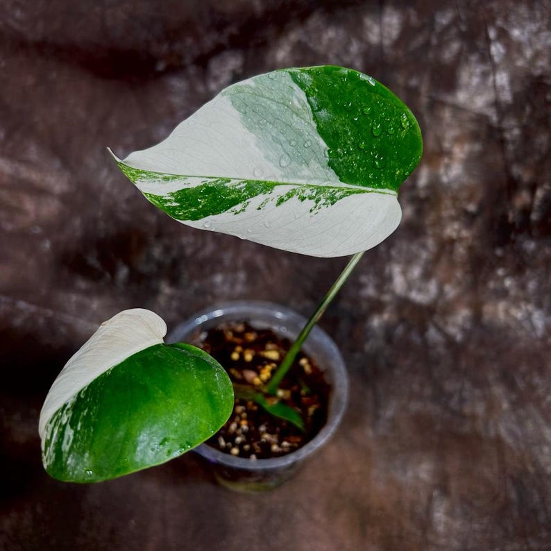 Monstera Borsigiana Albo Variegated B