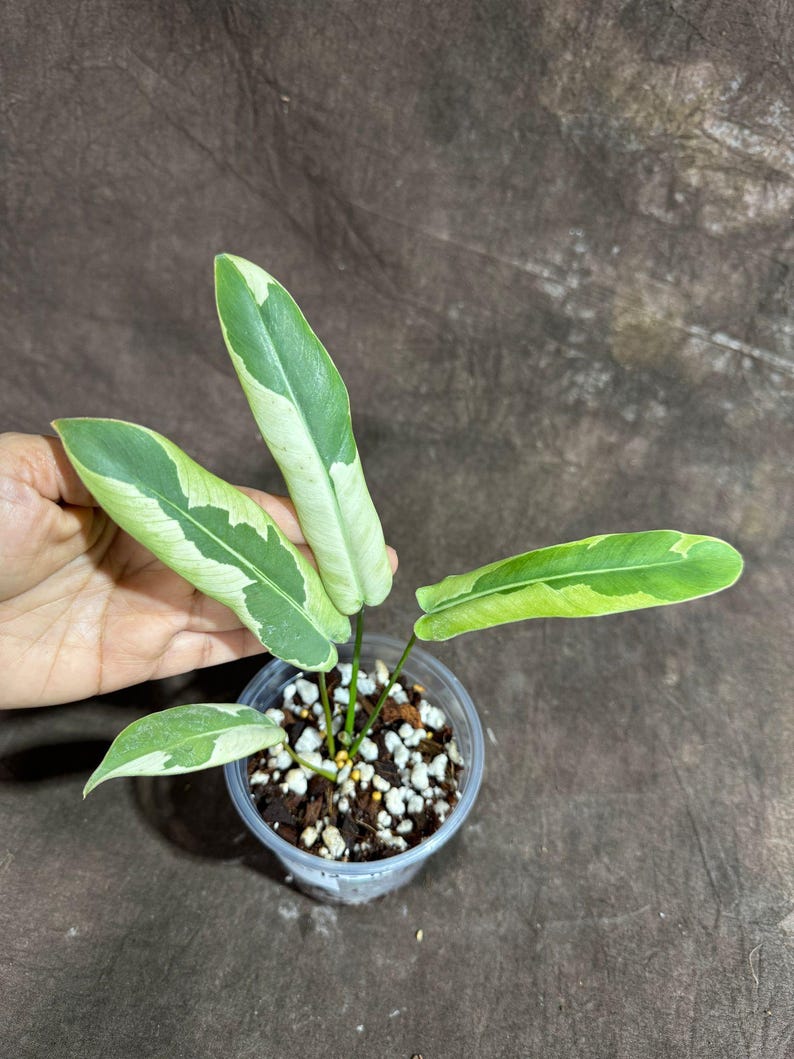 Philodendron Atabapoense Variegated Plant - Rare Collector's Gem - Unique Leaf Patterns - Philodendron Atabapoense v2