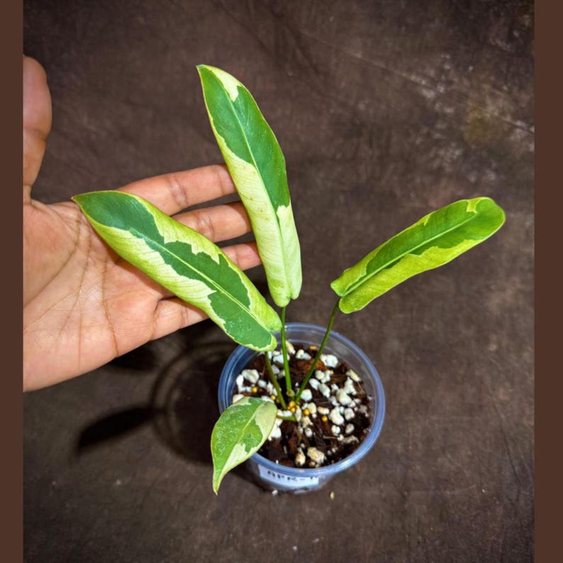 philodendron atabapoense Philodendron Atabapoense Variegated in Nursery Pot - Rare Indoor Plant - Unique Leaf Patterns