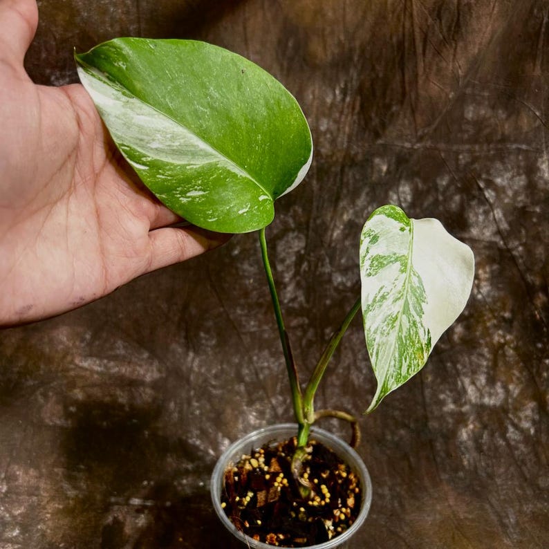 white monstera seeds Variegated Monstera Albo Plant - Rare White Monstera Borsigiana - Indoor Houseplant - Exact Plant